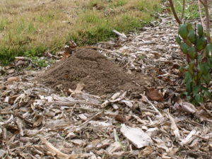 Large fire ant mound in wood debris in a field