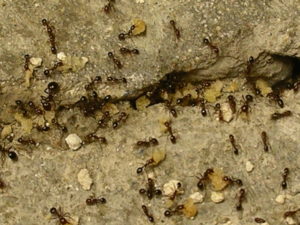 Image of fire ants carrying bait back yo the nest