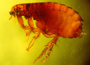 Close up image of a cat flea which is red-orange  in color at the center and translucent at the edges and legs