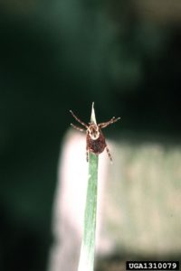 Image of American Dog tick resting in the tip on a blade of grass waiting for a mammal to pass by