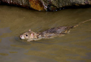 Image of rat swimming in water