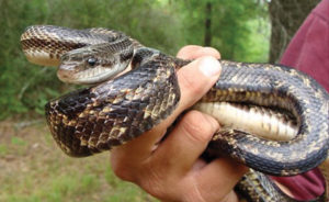 Texas rat snake held in man's hand