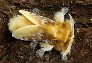 Image of Asp as a moth – Aka Puss Caterpillars