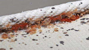 Bed bugs congregating in a mattress welt