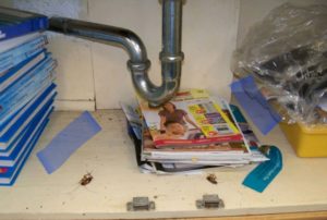 Dead roaches in an under-sink cabinet