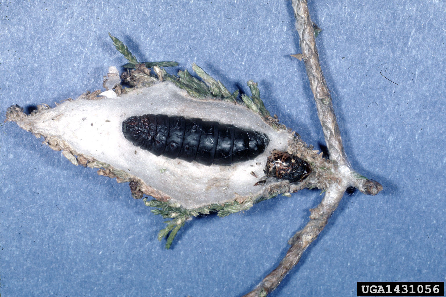 female pupae inside larval bags