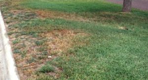 brown spot on lawn area 