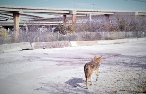 Coyote on concrete road with high five bridge in background