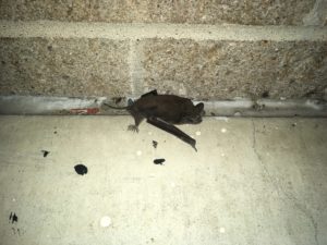 Mexican Free-tailed bat