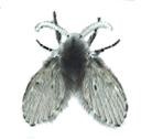 drain/moth fly