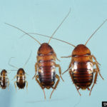 American cockroach (Periplaneta americana)