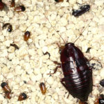oriental cockroach (Blatta orientalis)
