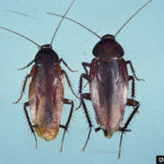 smokybrown cockroach (Periplaneta fuliginosa)
