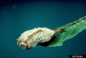 puss caterpillar (Megalopyge opercularis)