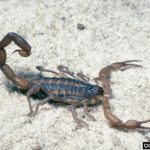 common striped scorpion
