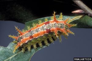 spiny oak slug (Euclea delphinii)