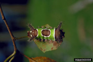 saddleback caterpillar (Acharia stimulea)