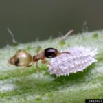 ghost ant (Tapinoma melanocephalum)