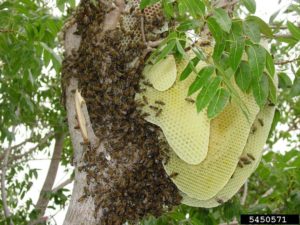 Wild (feral) honey bee (apis mellifera) colony in a tree.