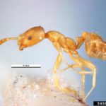 pharaoh ant (Monomorium pharaonis)