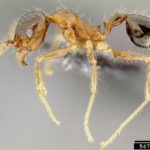 Adult bigheaded ant