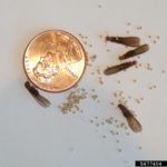 western drywood termite (Incisitermes minor)