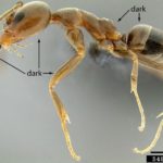 Argentine ant (Linepithema humile)