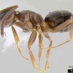 odorous house ant (Tapinoma sessile)