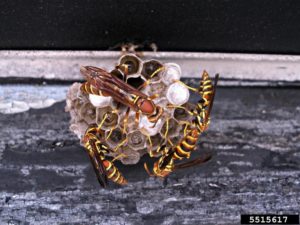 Northern paper wasp, Polistes fuscatus