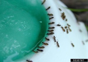 odorous house ants feeding on liquid ant bait