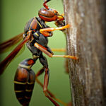 female paper wasp (Polistes fuscatus)