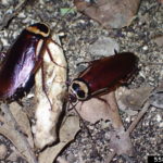 Australian cockroach (Periplaneta australasiae)