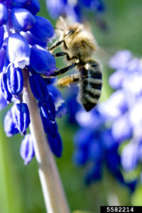 honey bee (Apis mellifera)