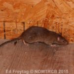 Norway rat, Rattus norvegicus