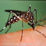 Yellow fever mosquito, Aedes aegypti