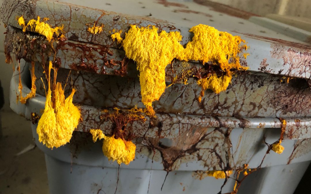 yellow slimy mold on kitchen wall