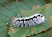 Hickory tussock caterpillar.