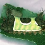 Saddleback caterpillar.