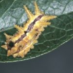 Spiny oak slug caterpillar.