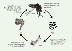 Aedes-life-cycle cdc