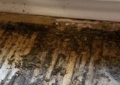 subterranean termite damage to wood floors