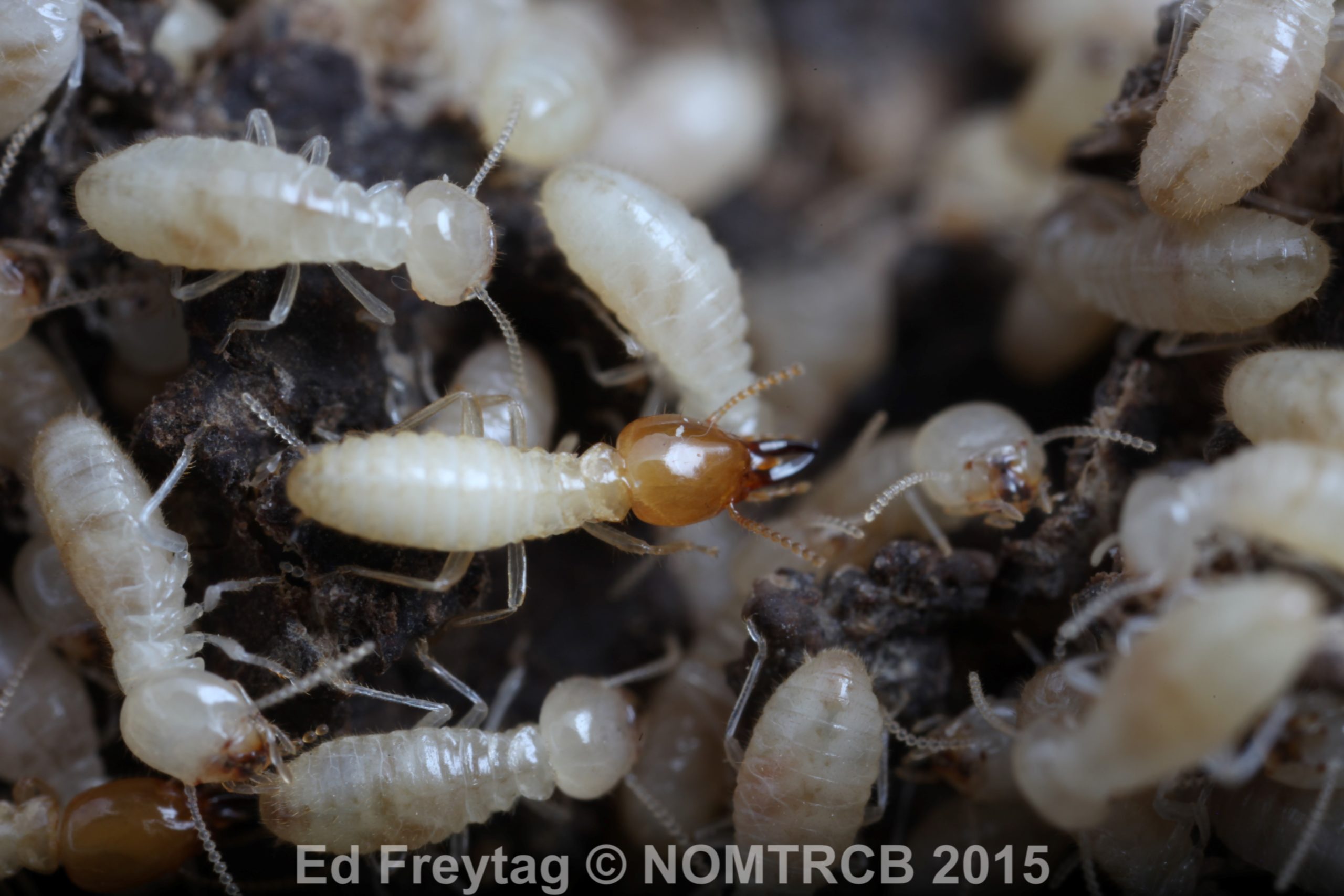 378-Formosan termites_