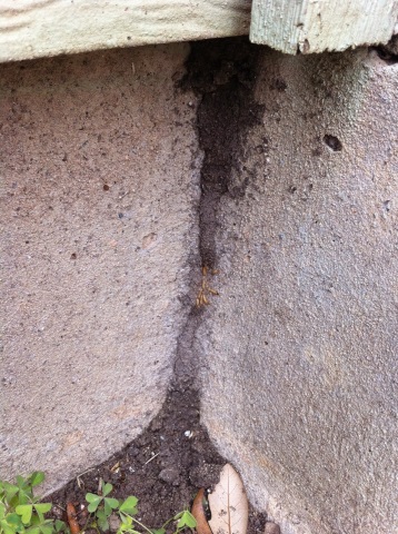 sub termite mud tube