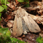 Drab Gray Moth adult of fall armyworm
