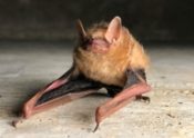 Tri-color-bat