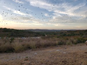 freetail bats in flight 