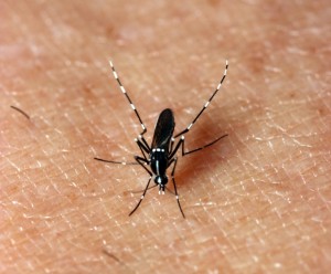 Asian tiger mosquito