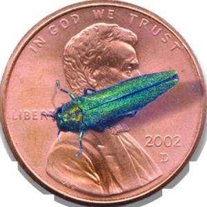 emerald ash borer adult