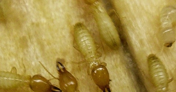 formosan termite