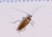 german cockroach on surface